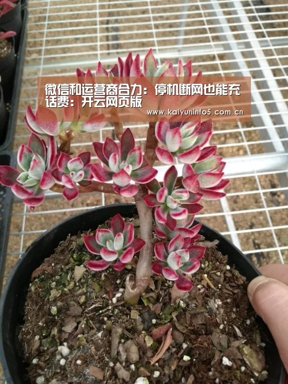 开云网页版