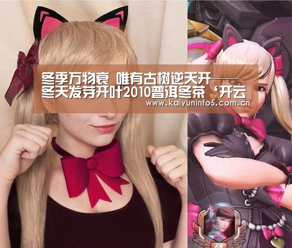 冬季万物衰 唯有古树逆天开——冬天发芽开叶2010普洱冬茶‘开云网页版’(图1) 开云在线平台